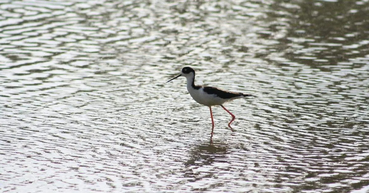 Ecopark wetland La Paz provides refuge for bird species